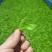 湘西黄金茶（绿茶，红茶）