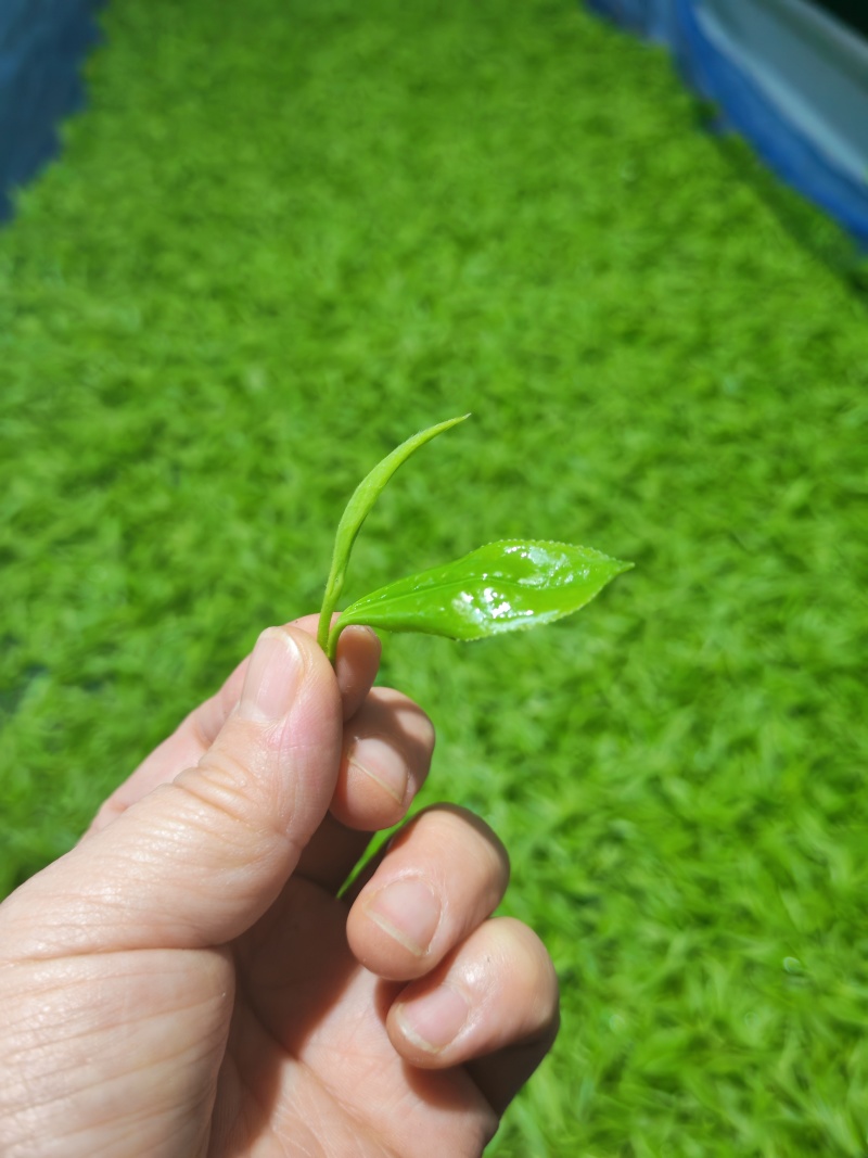 湘西黄金茶（绿茶，红茶）