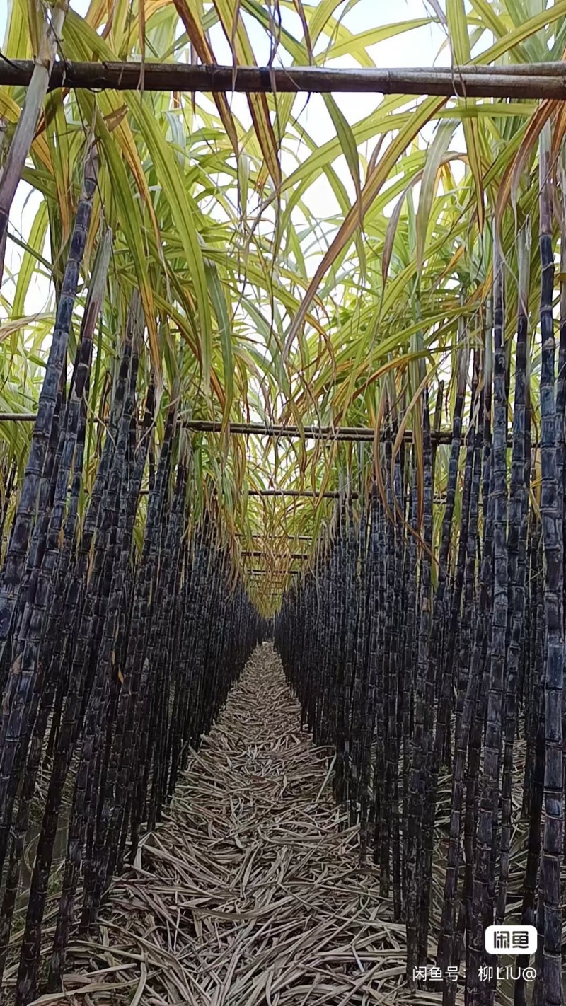 基地甘蔗黑皮带叶甘蔗包甜***********