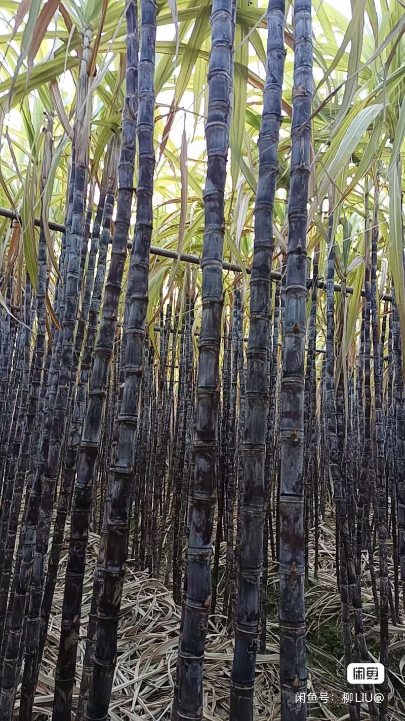 基地甘蔗黑皮带叶甘蔗包甜***********
