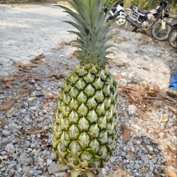 云南河口香水菠萝