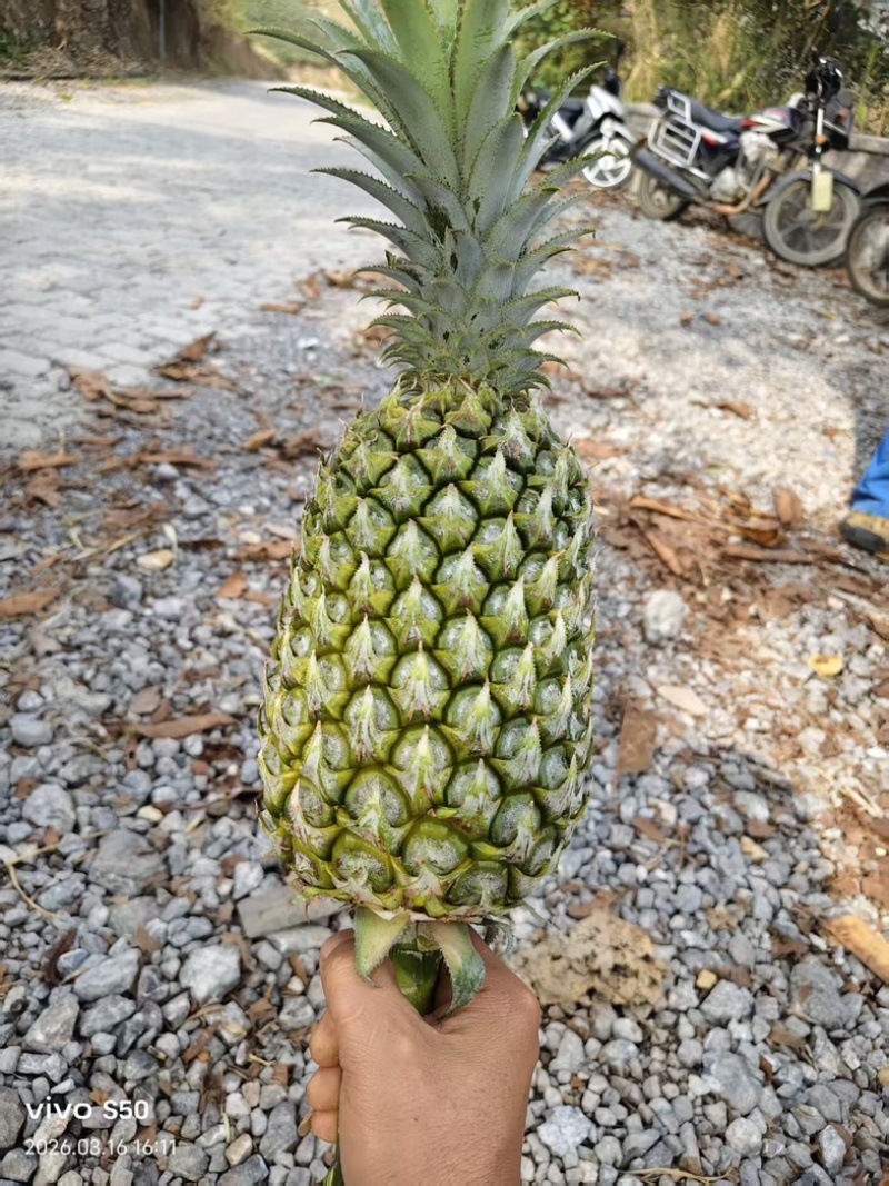 云南河口香水菠萝