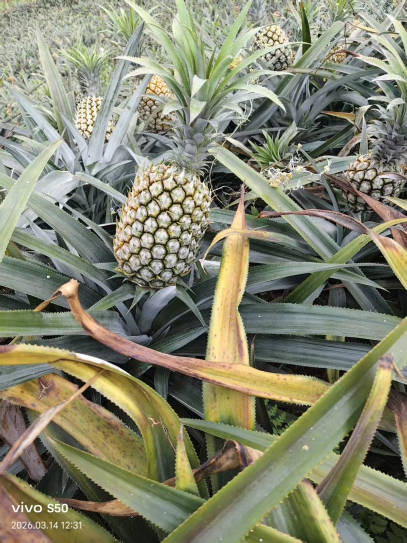云南河口香水菠萝