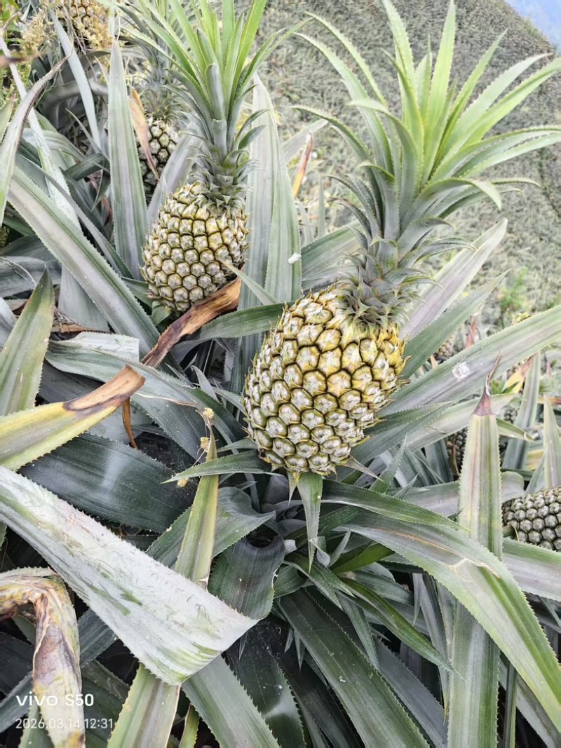 云南河口香水菠萝