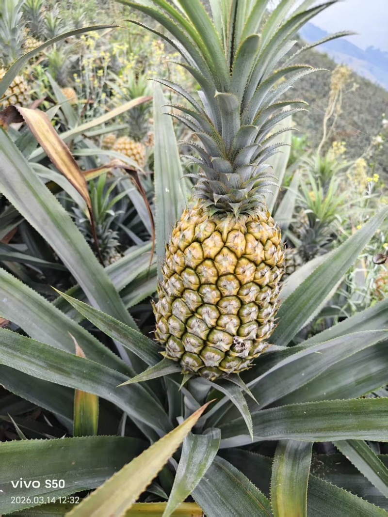 云南河口香水菠萝