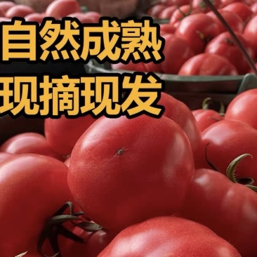 陕西泾阳普罗旺斯水果西红柿