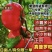 陕西泾阳普罗旺斯水果西红柿