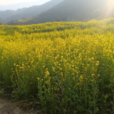 山地小黄菜籽油