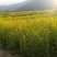 山地小黄菜籽油