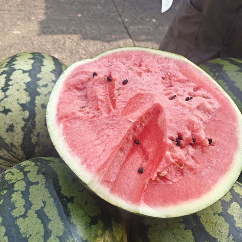 麒麟西瓜产地大量供应中，皮薄肉厚口感甜，对接电商市场外贸