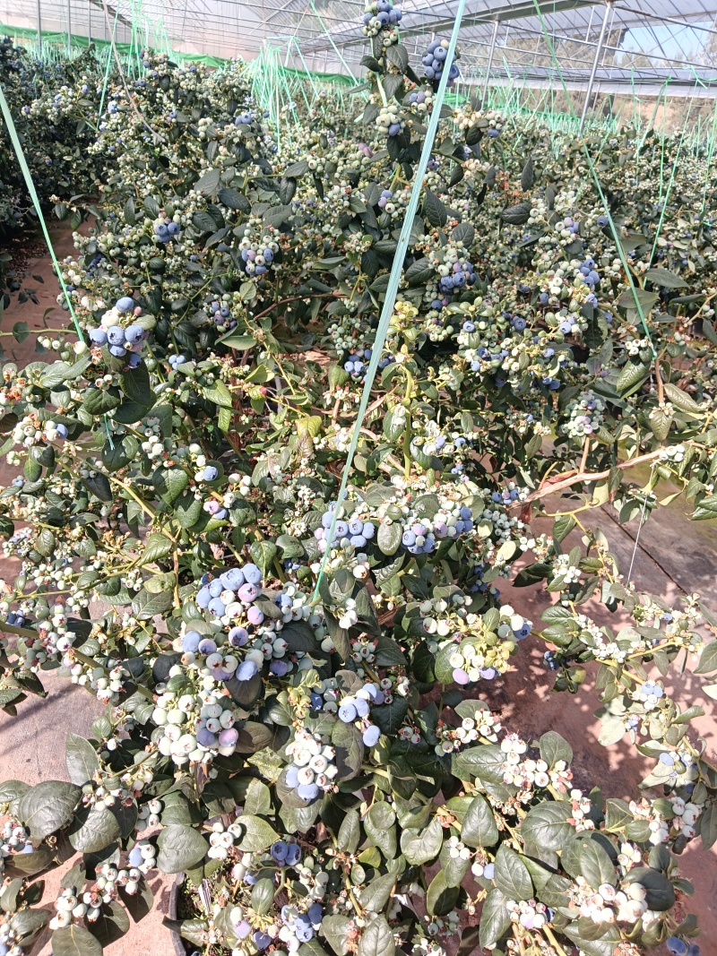 澄江蓝莓