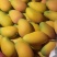 《包邮》广西百色小台芒基地直发保质保量现摘现发一件代发