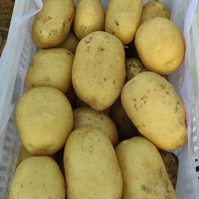 内蒙精品土豆沃土5号土豆/量大从优/诚信经营/产地直发
