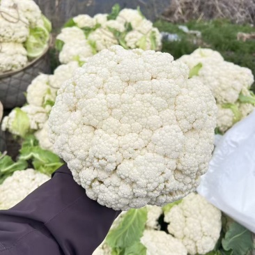 江苏一手货源花菜对接全国量大从优价格美丽质量好欢迎询价