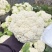 江苏一手货源花菜对接全国量大从优价格美丽质量好欢迎询价