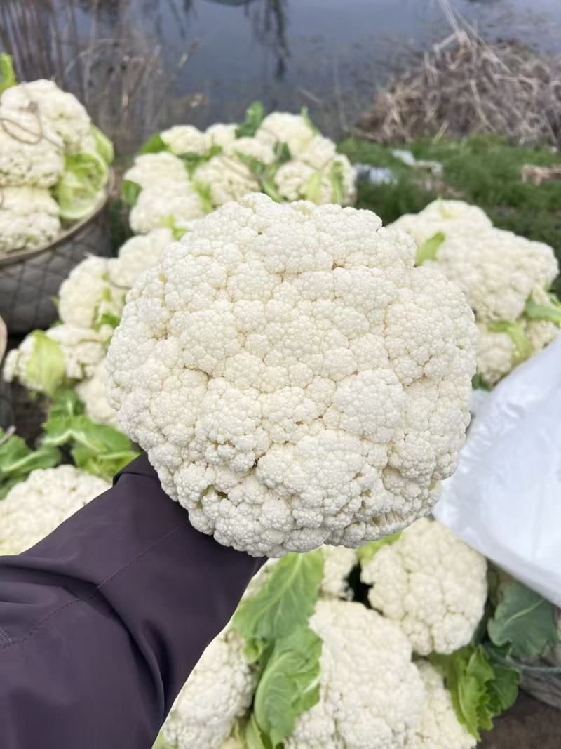 江苏一手货源花菜对接全国量大从优价格美丽质量好欢迎询价