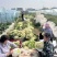 江苏一手货源花菜对接全国量大从优价格美丽质量好欢迎询价