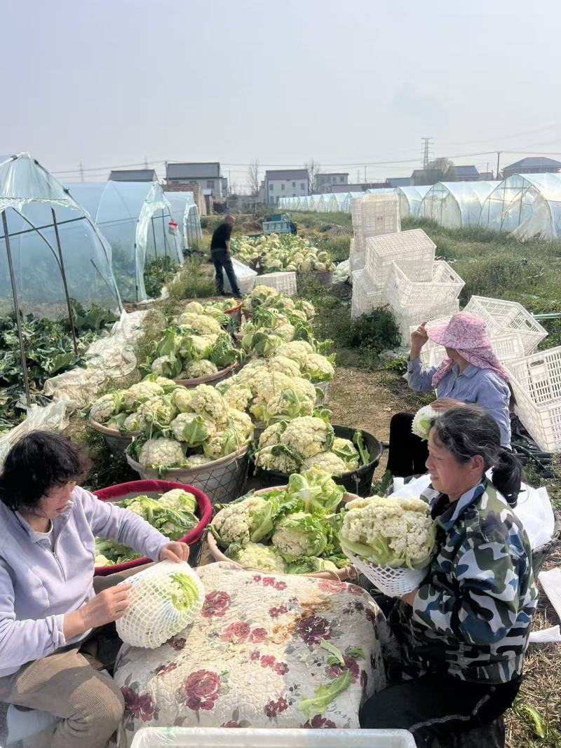江苏一手货源花菜对接全国量大从优价格美丽质量好欢迎询价