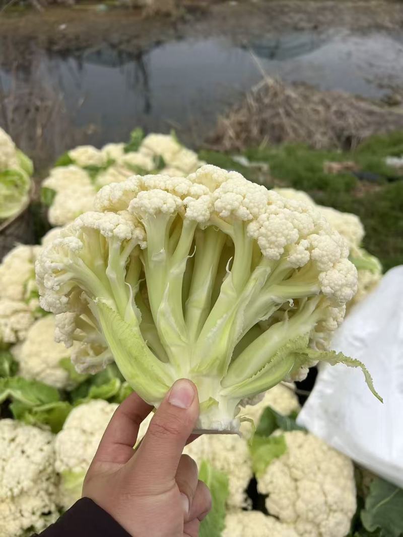 江苏一手货源花菜对接全国量大从优价格美丽质量好欢迎询价