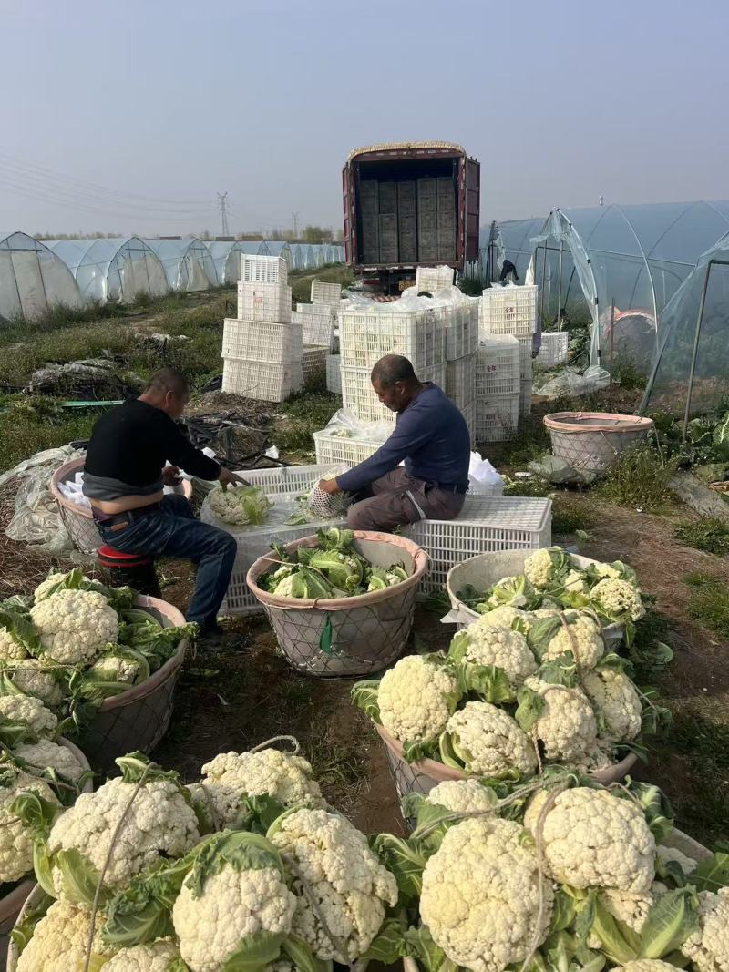 江苏一手货源花菜对接全国量大从优价格美丽质量好欢迎询价