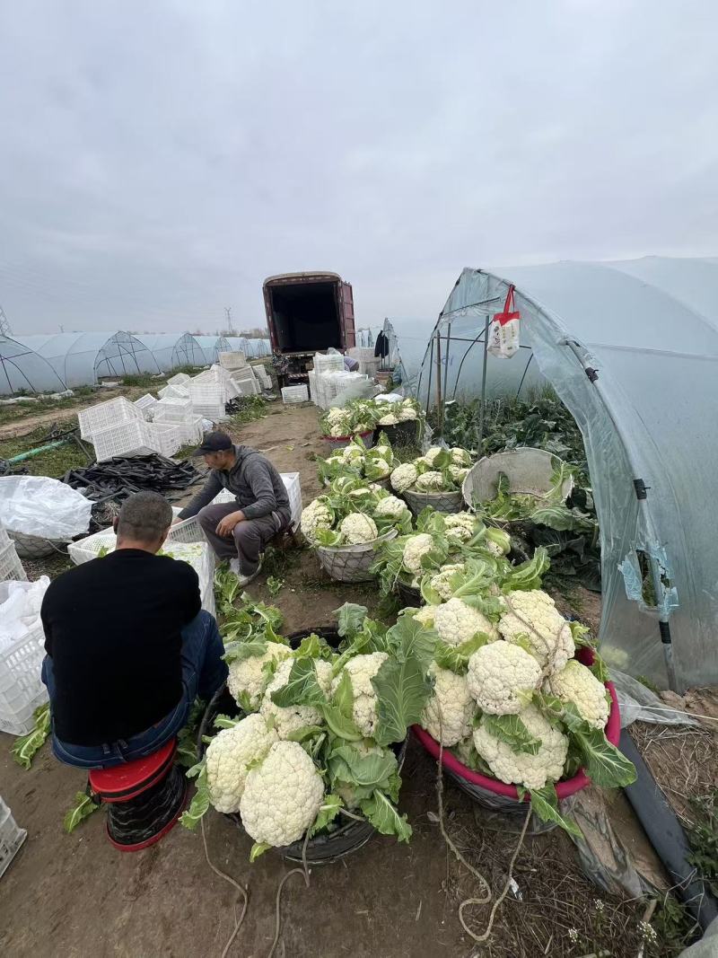 江苏一手货源花菜对接全国量大从优价格美丽质量好欢迎询价