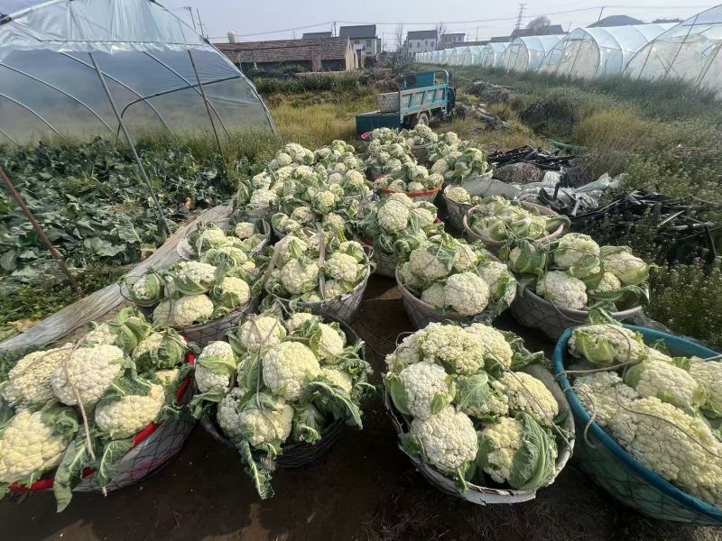 江苏一手货源花菜对接全国量大从优价格美丽质量好欢迎询价