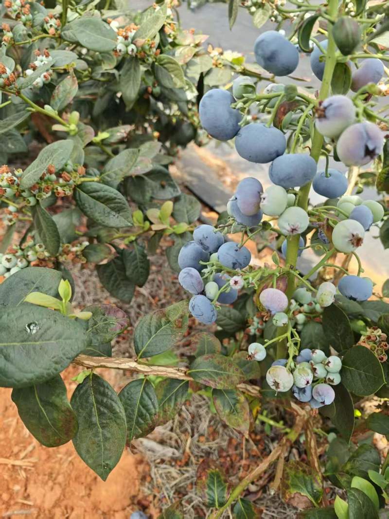 云南花香蓝莓基地直发，优质货源，品种齐全，可视频