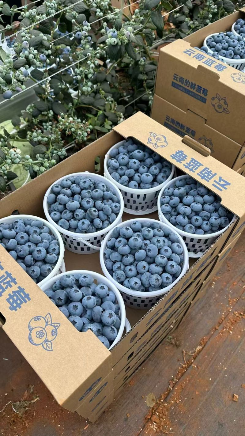 云南花香蓝莓基地直发，优质货源，品种齐全，可视频