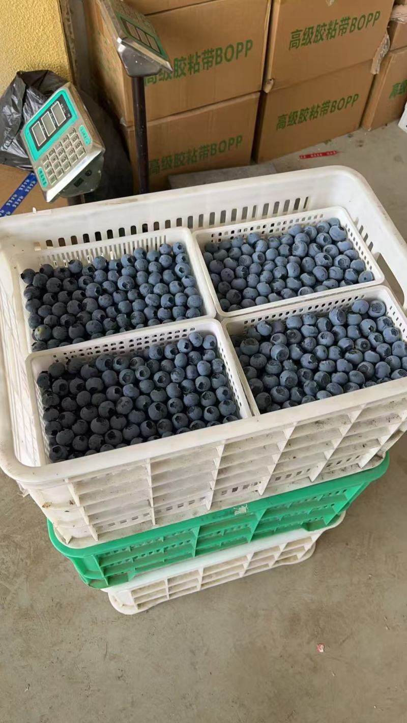 山东莒县蓝莓优瑞卡L25蓝莓大量有货基地直供品质优可视