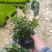 满天星萼距花基地直销