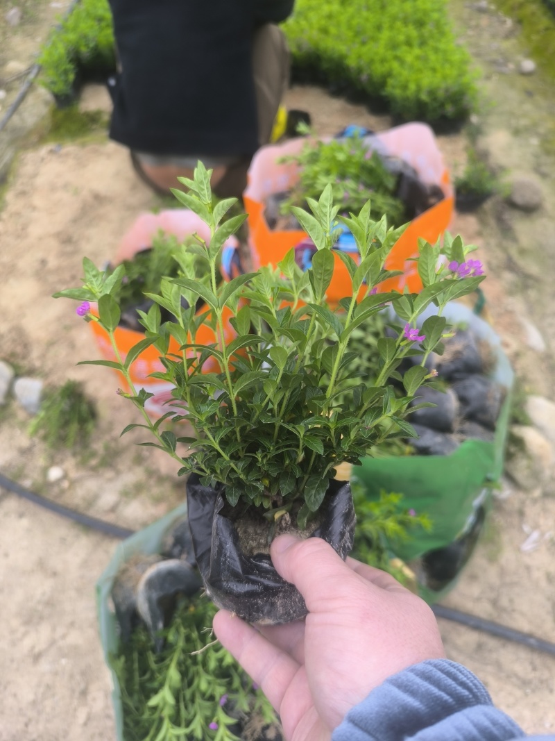 满天星萼距花基地直销