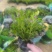 满天星萼距花基地直销