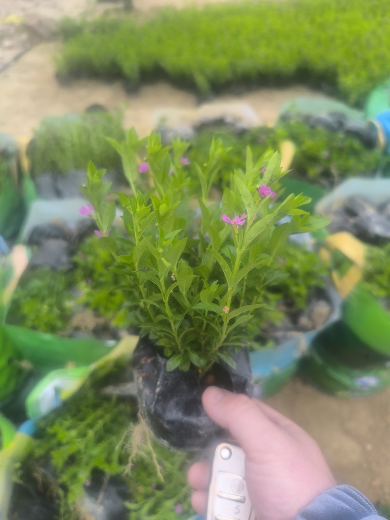 满天星萼距花基地直销