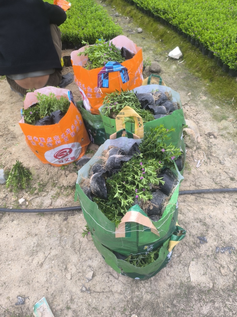 满天星萼距花基地直销
