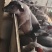 黑仔猪山东黑猪仔养殖场直发，规格齐全，量大从优可视频看货