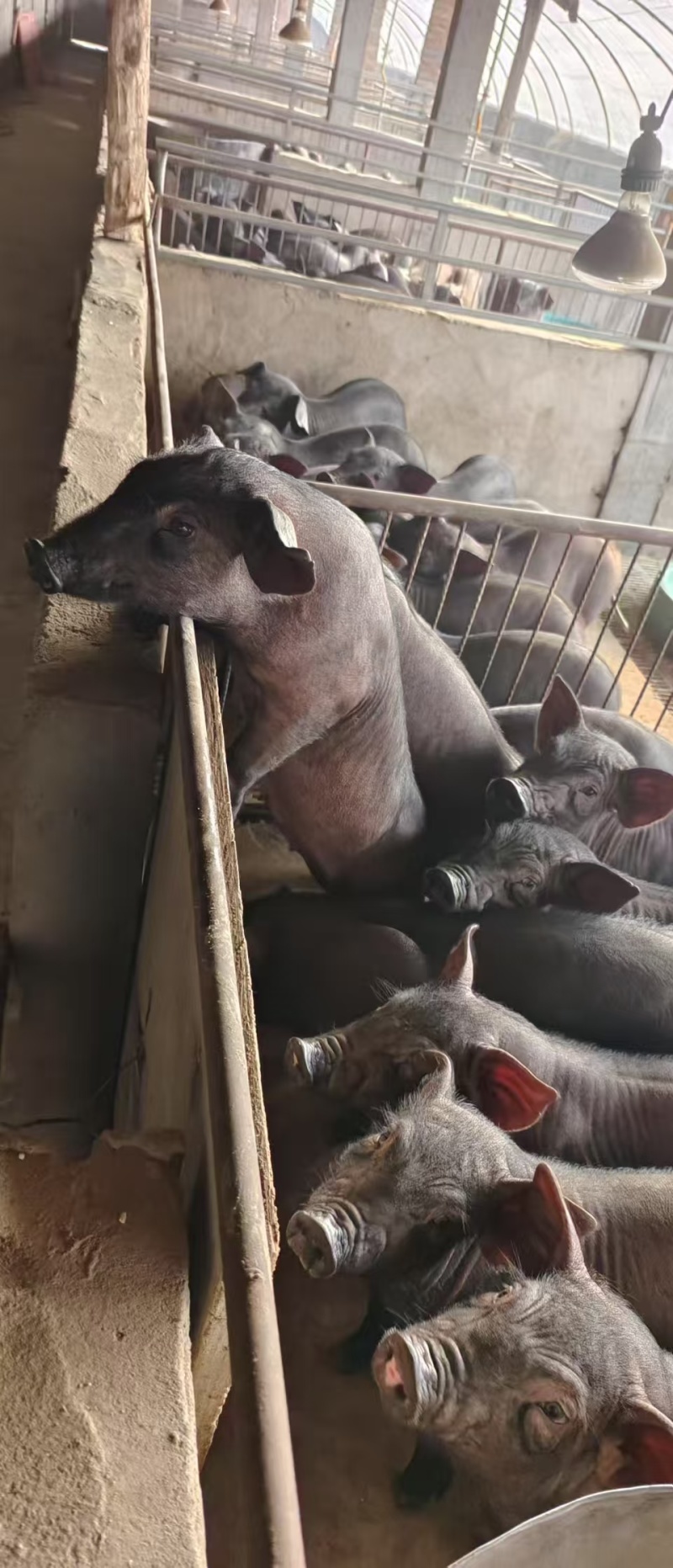 黑仔猪山东黑猪仔养殖场直发，规格齐全，量大从优可视频看货