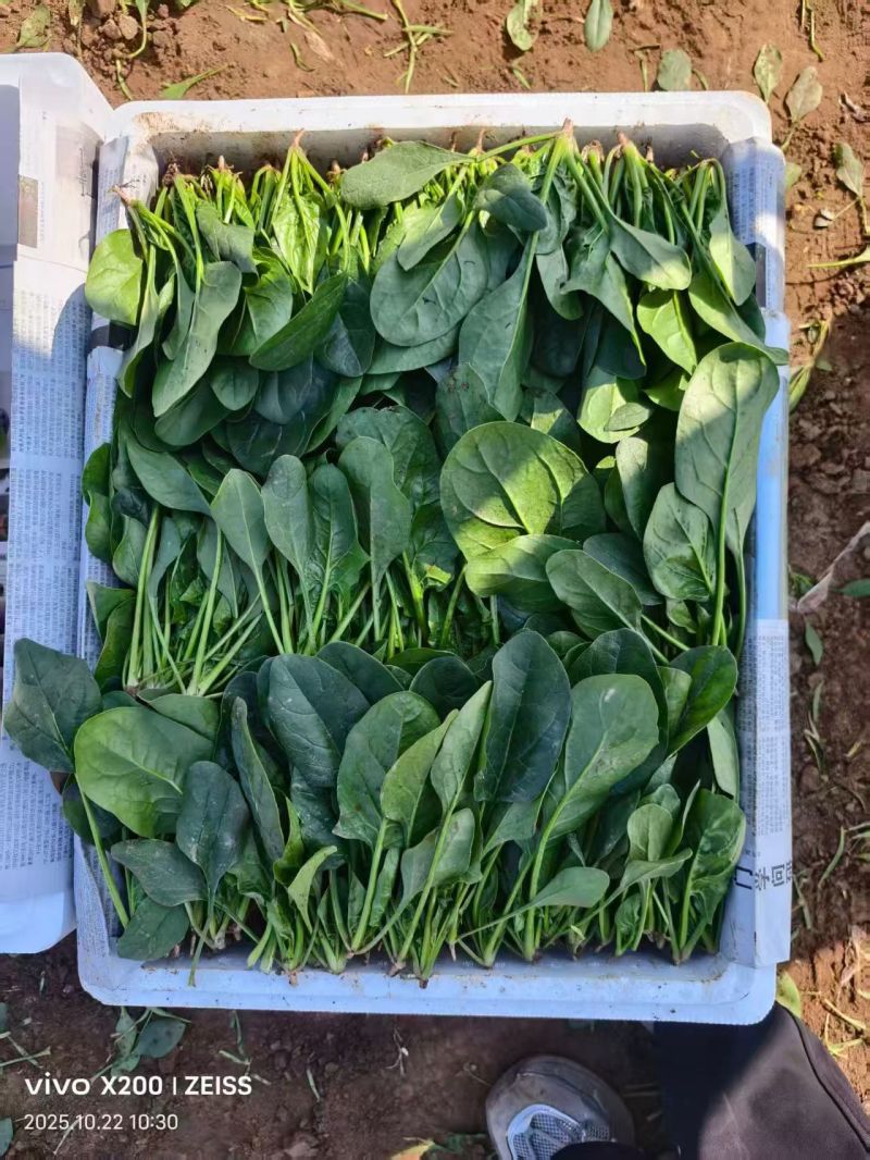 高杆菠菜菠菜菠菜
