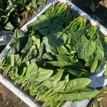 高杆菠菜菠菜菠菜