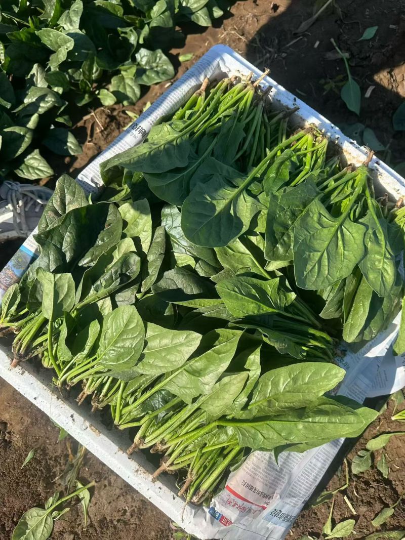 高杆菠菜菠菜菠菜
