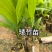 槟榔苗