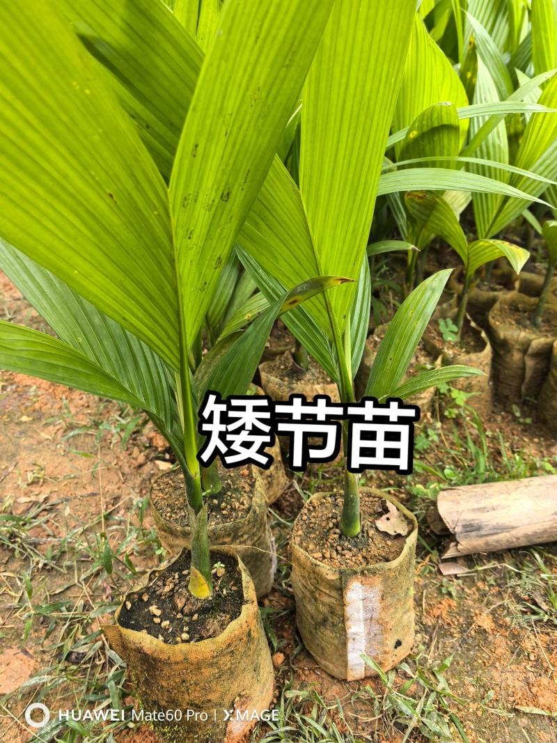 槟榔苗