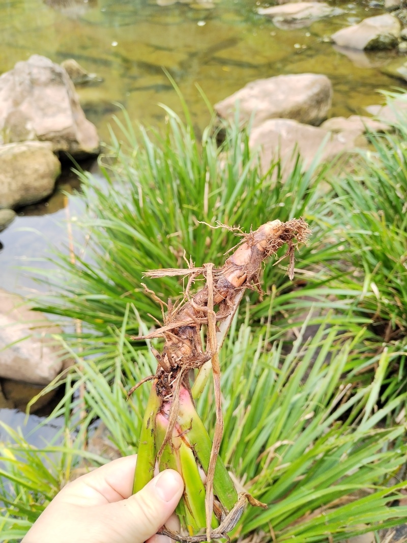 湘西野生石菖蒲种苗