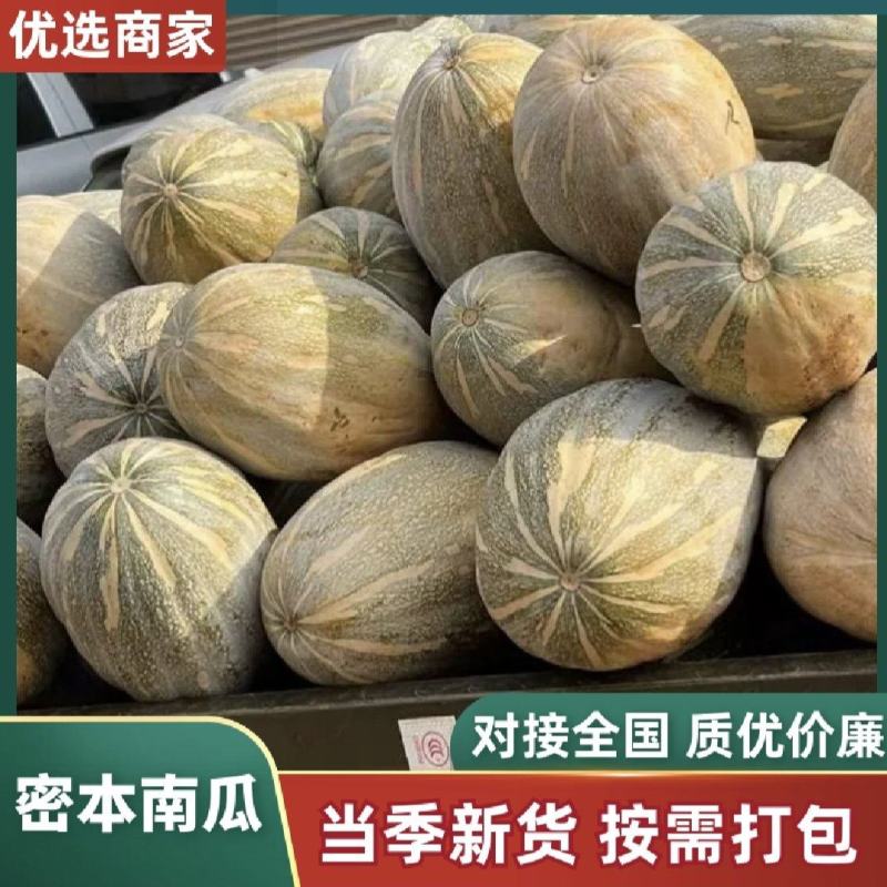 广东密本南瓜，老南瓜，产地直发，一手货源，大量有货