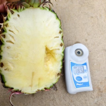 金钻凤梨海南菠萝香水菠萝产地直发全国发货