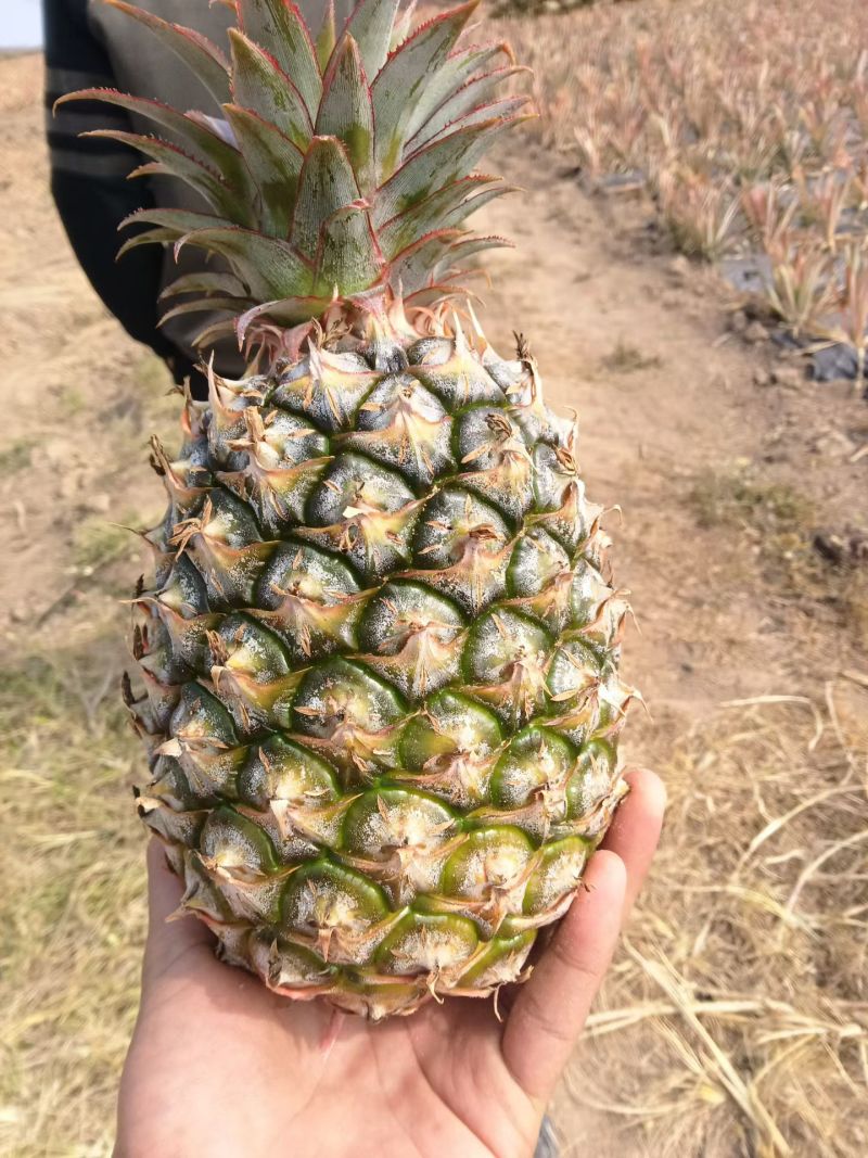 金钻凤梨海南菠萝香水菠萝产地直发全国发货