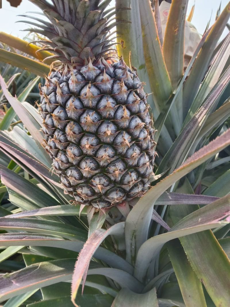 金钻凤梨海南菠萝香水菠萝产地直发全国发货