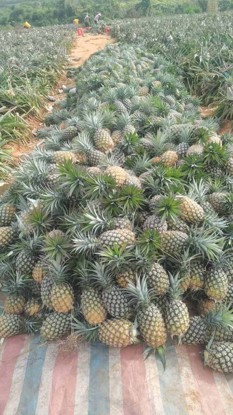 金钻凤梨海南菠萝香水菠萝产地直发全国发货
