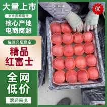 【精选】绥中红富士苹果大量出售，个头大颜色好，欢迎采购