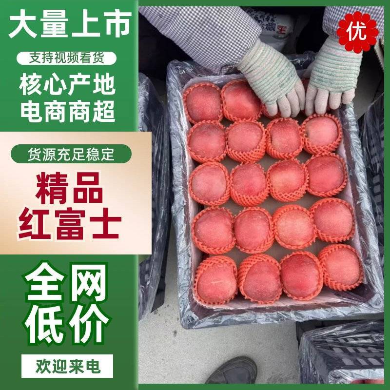 【精选】绥中红富士苹果大量出售，个头大颜色好，欢迎采购