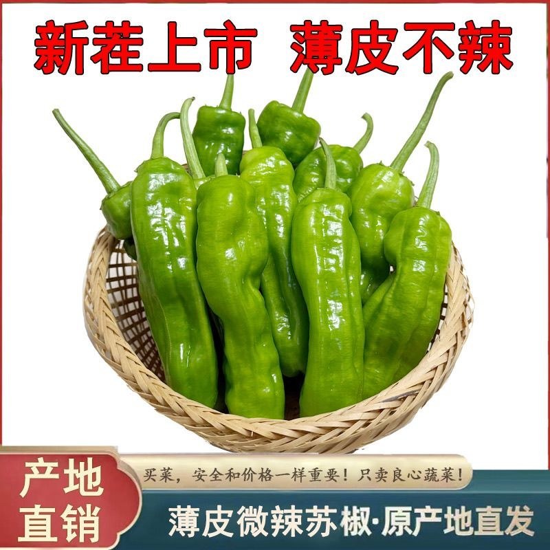 薄皮青椒品质好色泽鲜艳质量有保障适合电超各大市场批发有售